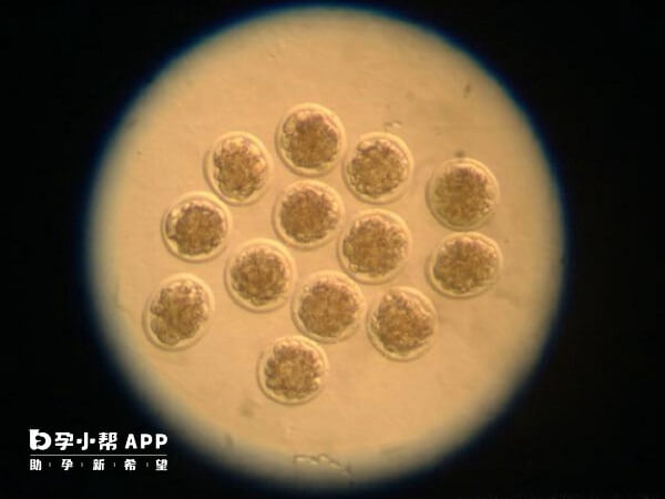 胚胎等级是根据胚胎质量划分的