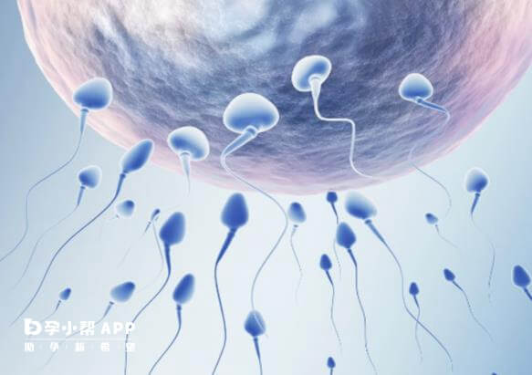 人工授精植入前需要先选精子