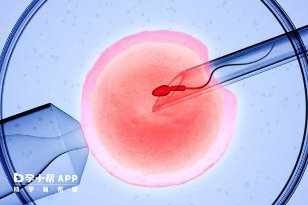卵子不受精可能是其本身有问题