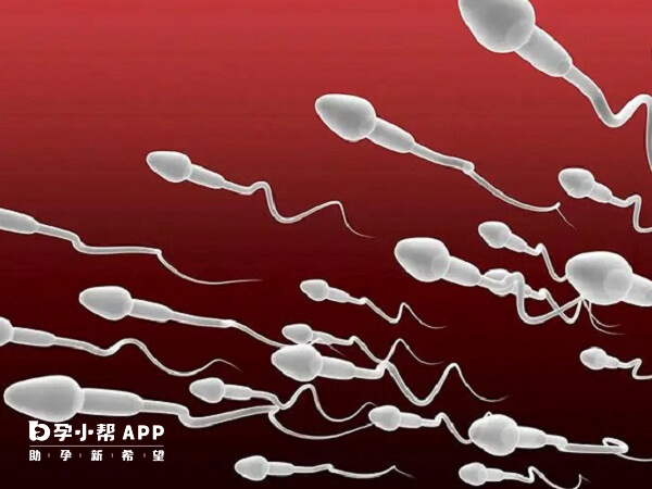 精子经人工授精进入子宫后会自己移动