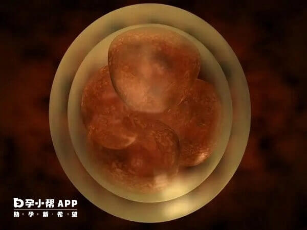 三级胚胎养囊成功率稍低
