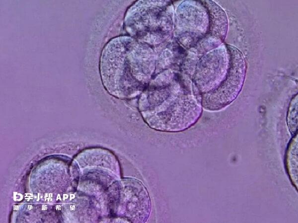 融合胚胎pcm根据胚胎质量分为四个等级