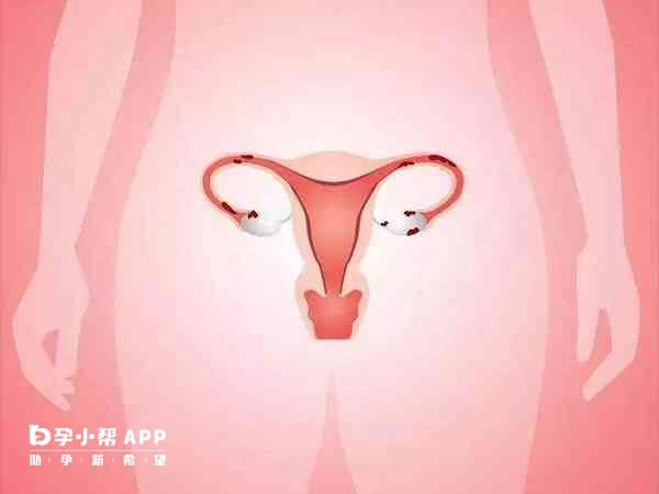 雌激素是能促进子宫内膜细胞的增生