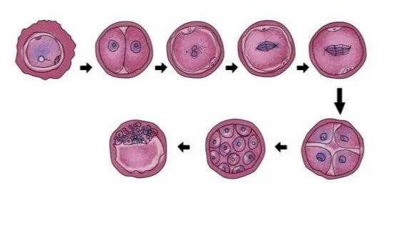 质量差的胚胎养囊成功率低