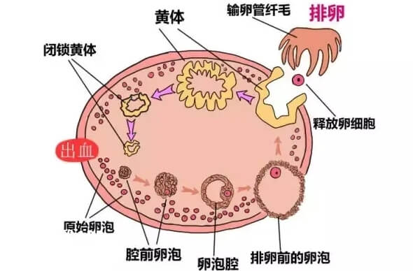 8细胞1级胚胎属于优胚