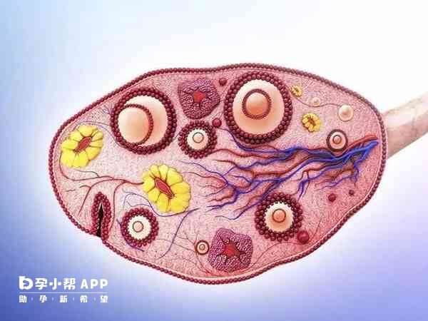 黄体期方案促排后需要冻胚