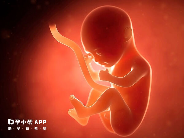 孕10周胎儿大小与遗传有关