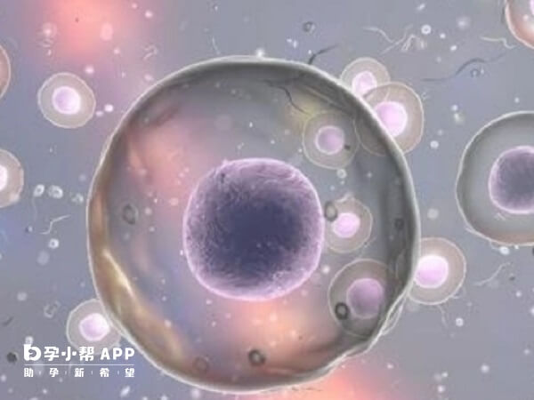 第三天的4细胞胚胎移植成功率很低