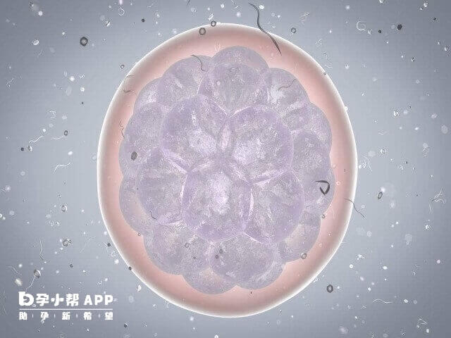 月经结束后1-2天能监测到卵泡