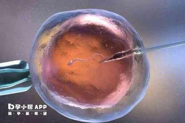 胚胎发育与母体有关