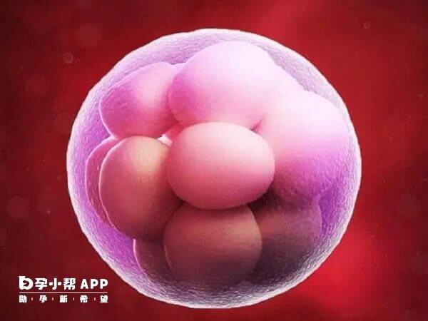 一级胚胎的移植成功率要比囊胚低