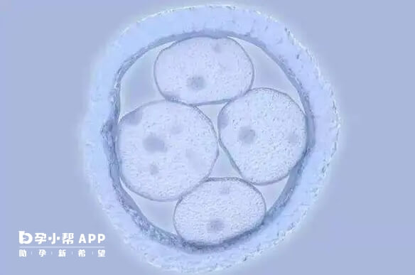 囊胚发育缓慢需要先找到原因