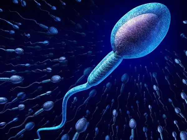 精子碎片率高会导致胚胎发育不正常