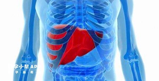 甲胎蛋白高预示着人体的肝脏出现问题