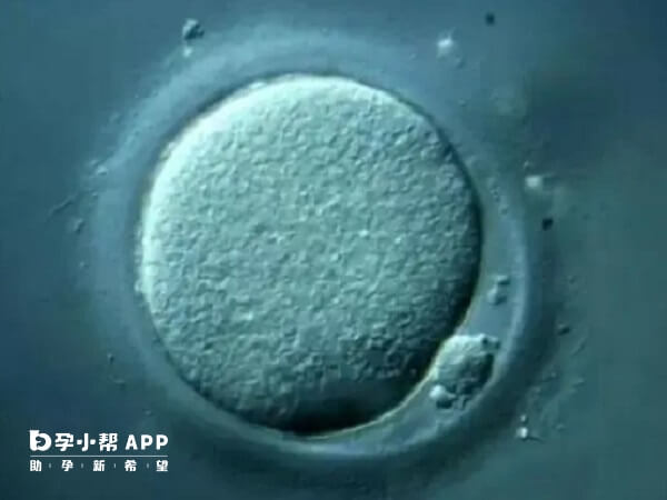卵泡成熟后卵泡壁在激素的作用逐渐变薄