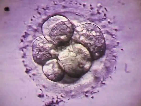 囊胚发育分为6个时期