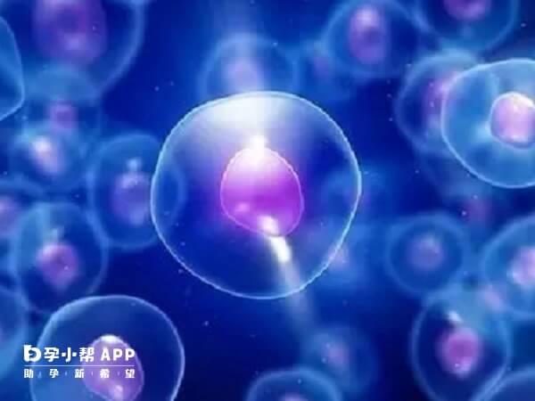 卵泡滑面内质网聚集对胚胎发育不利