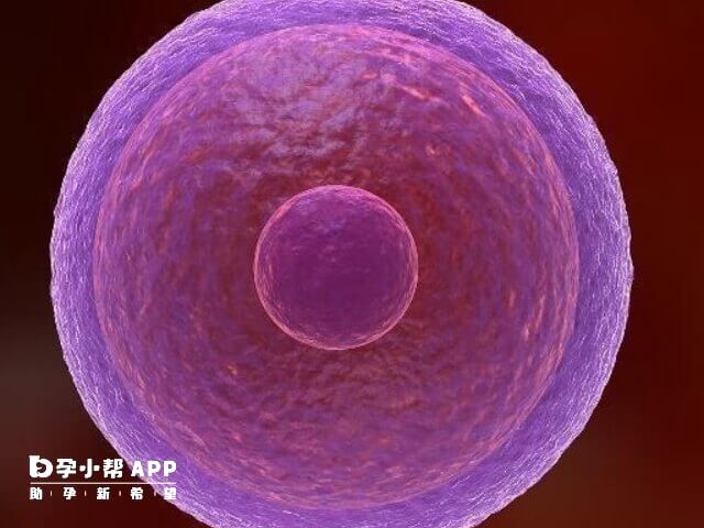 卵细胞可发育为卵子