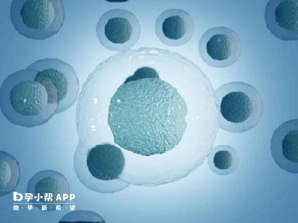 体内促排卵激素不足会影响卵泡发育