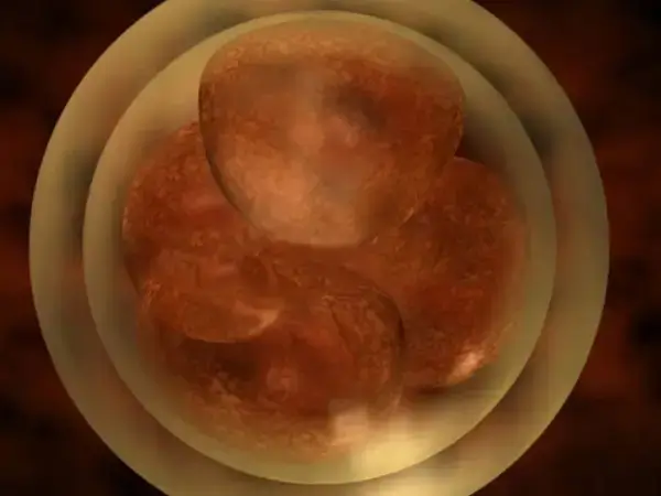 第二天的胚胎是4细胞