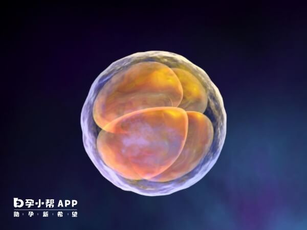 胚胎的发育需要一个自然的过程