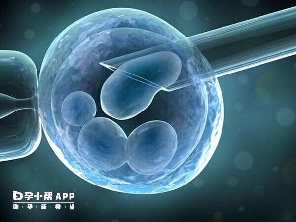 嵌合体胚胎移植有可能成功