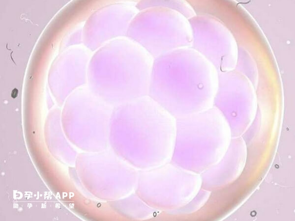 d3胚胎是最早可用于移植的级别之一