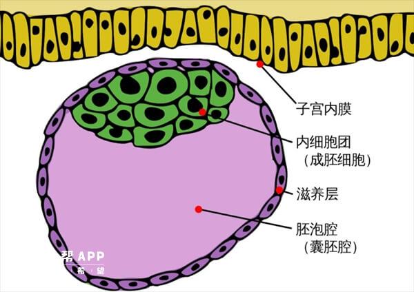 pgs检测取样是用的囊胚滋养层