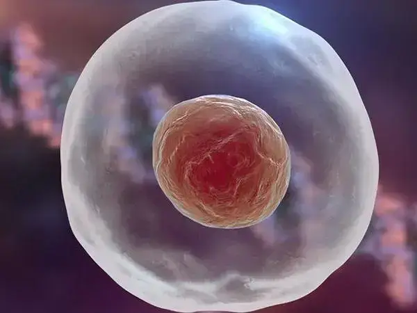 鲜胚移植后有可能头晕