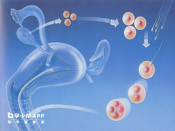 试管胚胎培养过程分为四步