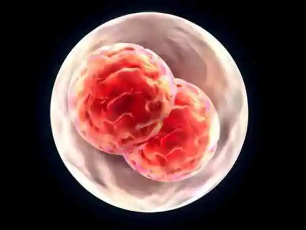 子宫内膜厚度合适能提高鲜胚移植成功率