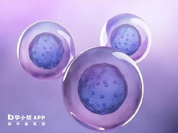 降调人工周期移植冻胚要促排卵