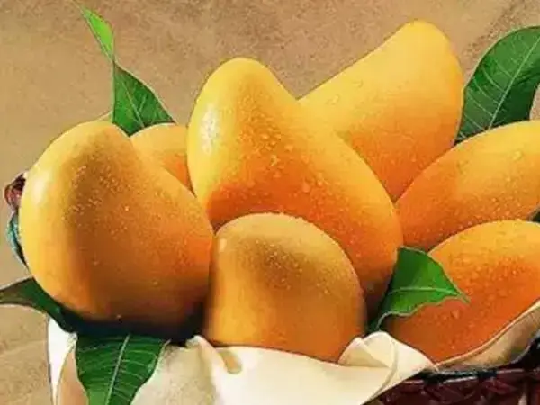 取卵后吃芒果能够补充维生素