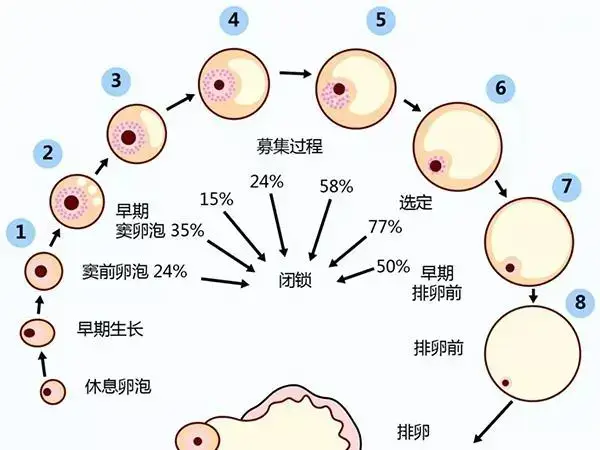 卵泡生长过程表