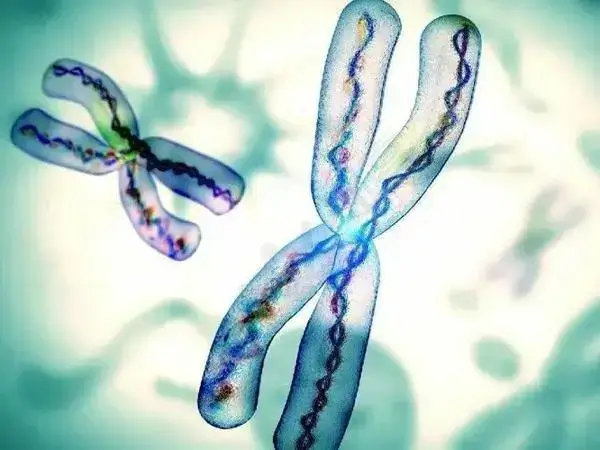 染色体缺失会导致相关基因功能的丧失