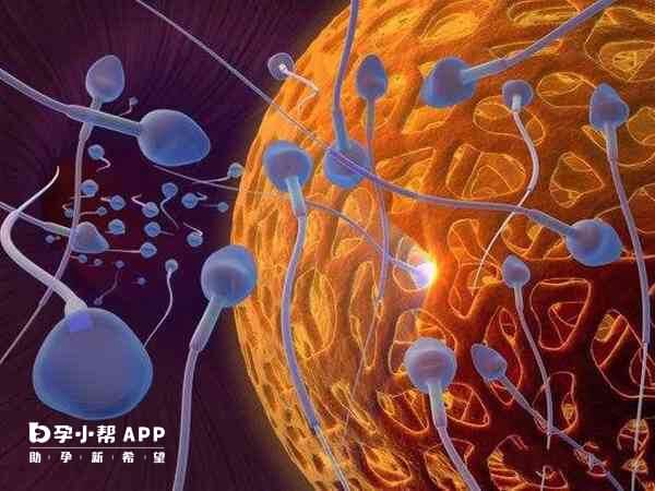 顶体酶是一种存在于精子头部的酵素