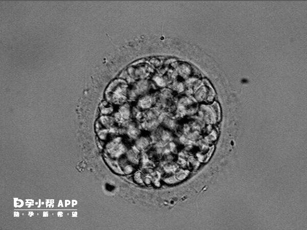 嵌合体的胚胎比例低于百分之40可以移植
