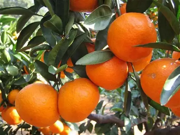橘子有可能会影响紧急避孕药的药效