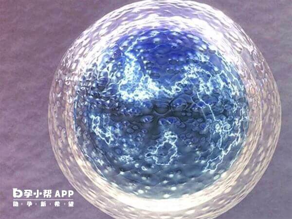 cm胚胎是融合胚胎