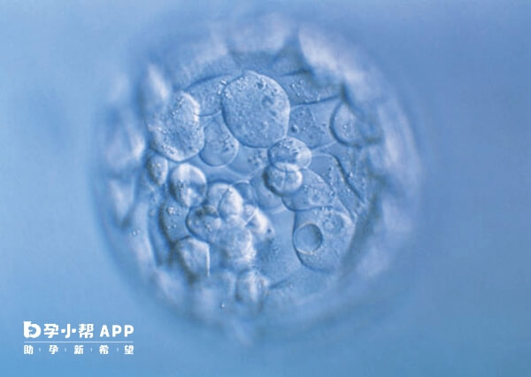 鲜胚移植的胚胎发育潜能高