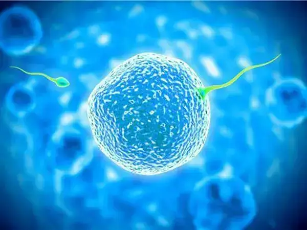 免疫性不孕会影响精子质量