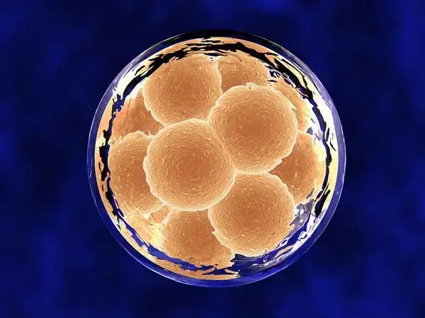 囊胚正常着床后可能会出现尿多尿频