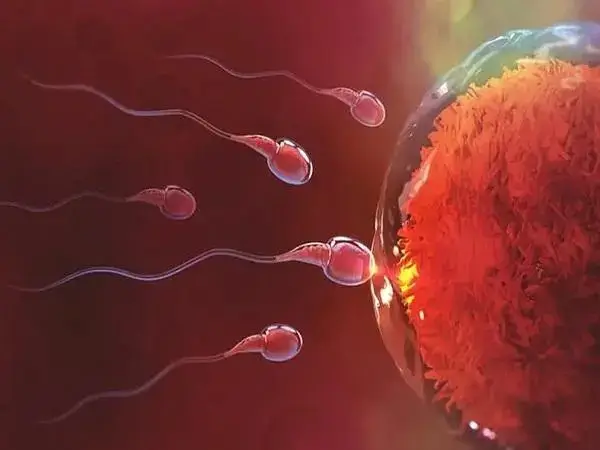 拮抗剂方案针对于卵巢不好的患者