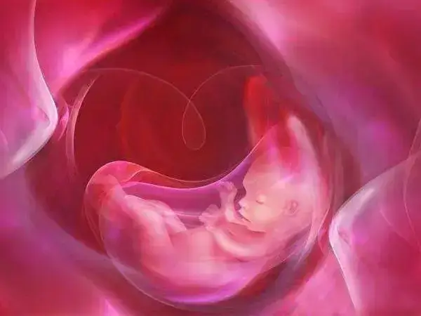 胚胎着床后要注意按时产检