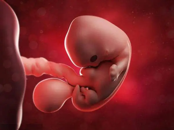着床后胚胎可能发生异常