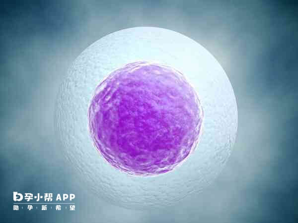维生素D影响卵泡发育