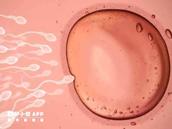 激素水平会影响卵泡发育