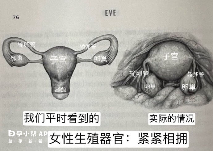 女性生殖器官位置图
