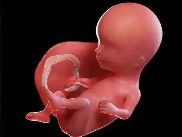 胎停育多半是染色体异常