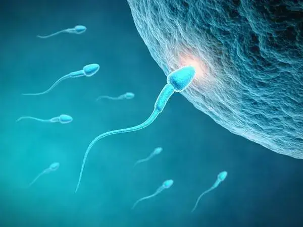 精子少会影响胚胎的质量